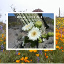 Search for cactus postcards Souvenir