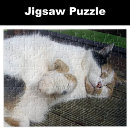 Search for outsider puzzles Cat
