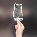Search for cat and dog stickers Pet photo