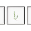Search for herb illustration posters Kitchen