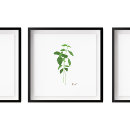 Search for basil art Herb