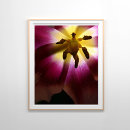 Search for pink tulip posters Flower