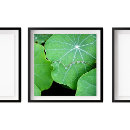 Search for drop leafs posters Dew drops