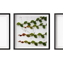 Search for climbing posters Vine