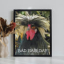 Search for funny chicken memes art Rooster