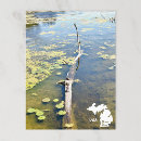 Search for turtles horizontal postcards Nature