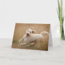 Search for mixed breed cards Cute