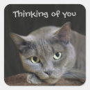 Search for kitty cat face stickers Head
