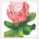 Search for protea stickers Tropical