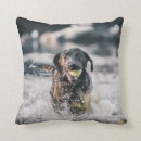 Search for black labrador cushions Cute