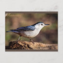 Search for breasted postcards Feathers