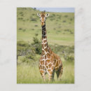 Search for giraffe looking postcards Wildlife