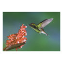 Search for rolf nussbaumer posters Bird