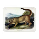 Search for puma magnets Cougar