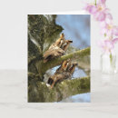 Search for owl bird cards Birds of prey