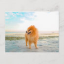 Search for beach dog postcards Puppy
