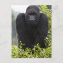 Search for mountain gorillas postcards Species