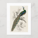 Search for bird print postcards Peacock