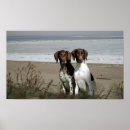 Search for german shorthaired posters Gsp