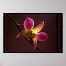 Search for orange orchid posters Flower