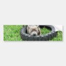Search for staffy bumper stickers Dog