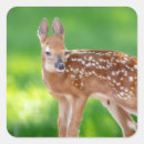 Search for white tail deer stickers Fawn