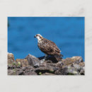 Search for ospreys postcards Predator