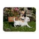 Search for 3x4 photo magnets Dog