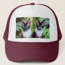 Search for siamese hats Animals