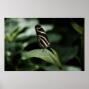 Search for zebra longwing Black