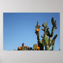Search for prickly posters Flowering