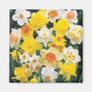 Search for spring daffodils magnets Yellow