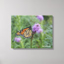 Search for monarch canvas prints Butterflies