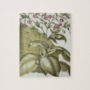 Search for tobacco leaf Botanical