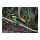 Search for passerines Colourful