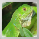 Search for herp posters Reptile