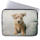 Search for norfolk electronics Dog