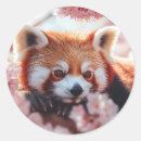 Search for red pandas stickers Cute