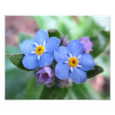 Search for nots photography Blue flowers