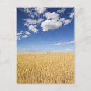 Search for cereal postcards Wheat