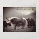 Search for yak postcards Himalayas