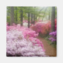 Search for azalea magnets Bloom