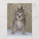 Search for ivy postcards Kitten