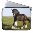 Search for clydesdale horse Animal