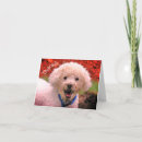 Search for poodle cards Animal