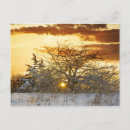 Search for winter trees postcards Sunset