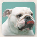 Search for office humour coasters Dogs
