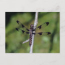 Search for black wings postcards White