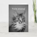 Search for american shorthair cards Cat