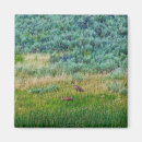 Search for sandhill magnets Cranes